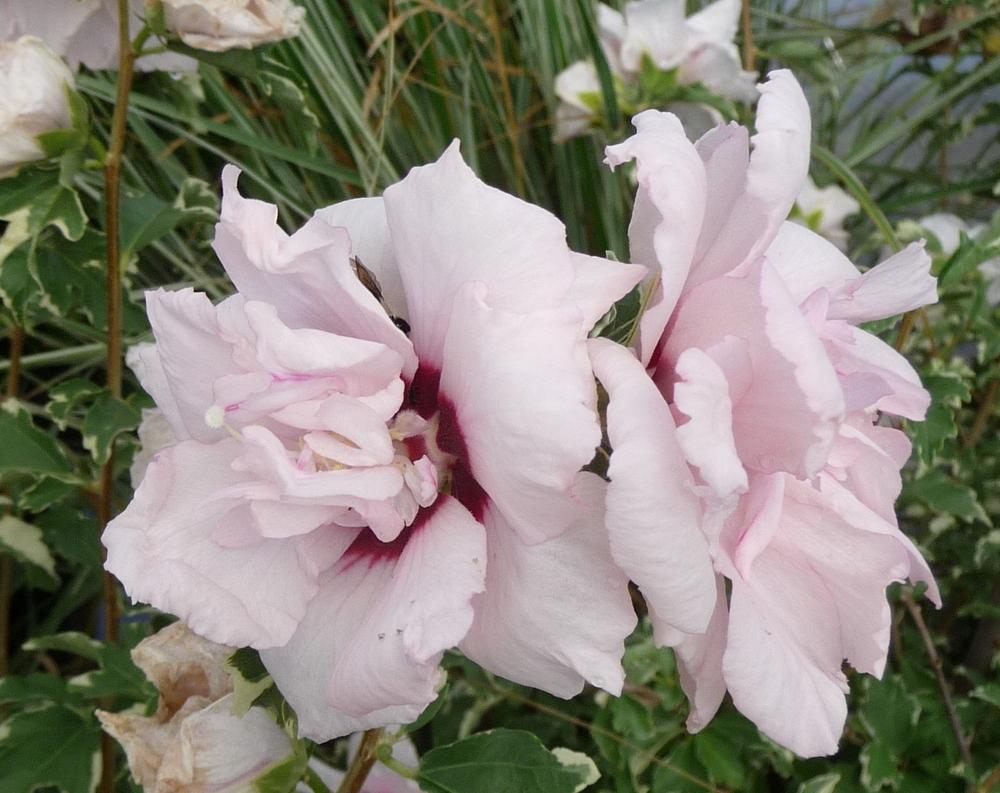 Photo of Rose Of Sharon (Hibiscus syriacus Sugar Tip®) uploaded by gardengus