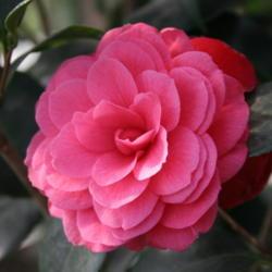 Location: The Missouri Botanical Garden
Date: 2006-02-04
Camellia (Camellia japonica 'April Kiss')