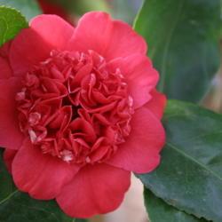Location: The Missouri Botanical Garden
Date: 2006-02-04
Camellia (Camellia japonica 'April Tryst')