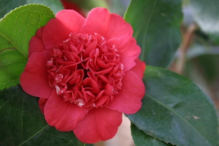 Photo of Camellia (Camellia japonica 'April Tryst') uploaded by jathton