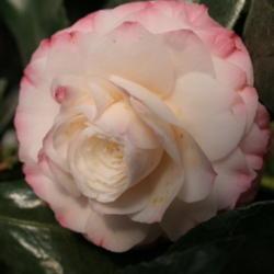 Location: The Missouri Botanical Garden
Date: 05-26-2006
Japanese Camellia (Camellia japonica 'Nuccio's Pearl')