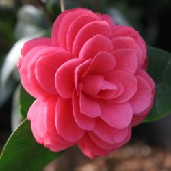 Location: The Missouri Botanical Garden
Date: 05-26-2006
Camellia (Camellia japonica 'April Kiss')