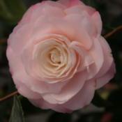 Japanese Camellia (Camellia japonica 'Nuccio's Pearl')