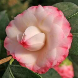 Location: The Missouri Botanical Garden
Date: 2006-02-12
Japanese Camellia (Camellia japonica 'Nuccio's Pearl')