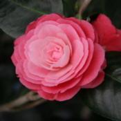 Camellia (Camellia japonica 'April Kiss')