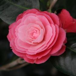 Location: The Missouri Botanical Garden
Date: 05-26-2006
Camellia (Camellia japonica 'April Kiss')