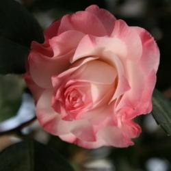 Location: The Missouri Botanical Garden
Date: 05-26-2006
Japanese Camellia (Camellia japonica 'Nuccio's Pearl')
