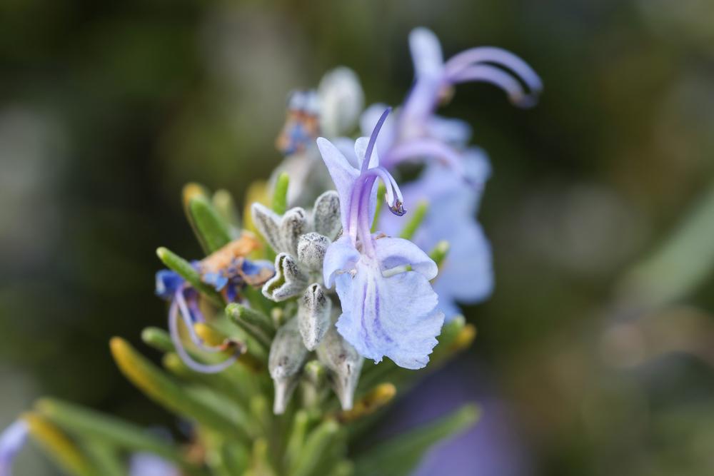 Photo of Rosemary (Salvia rosmarinus) uploaded by Baja_Costero