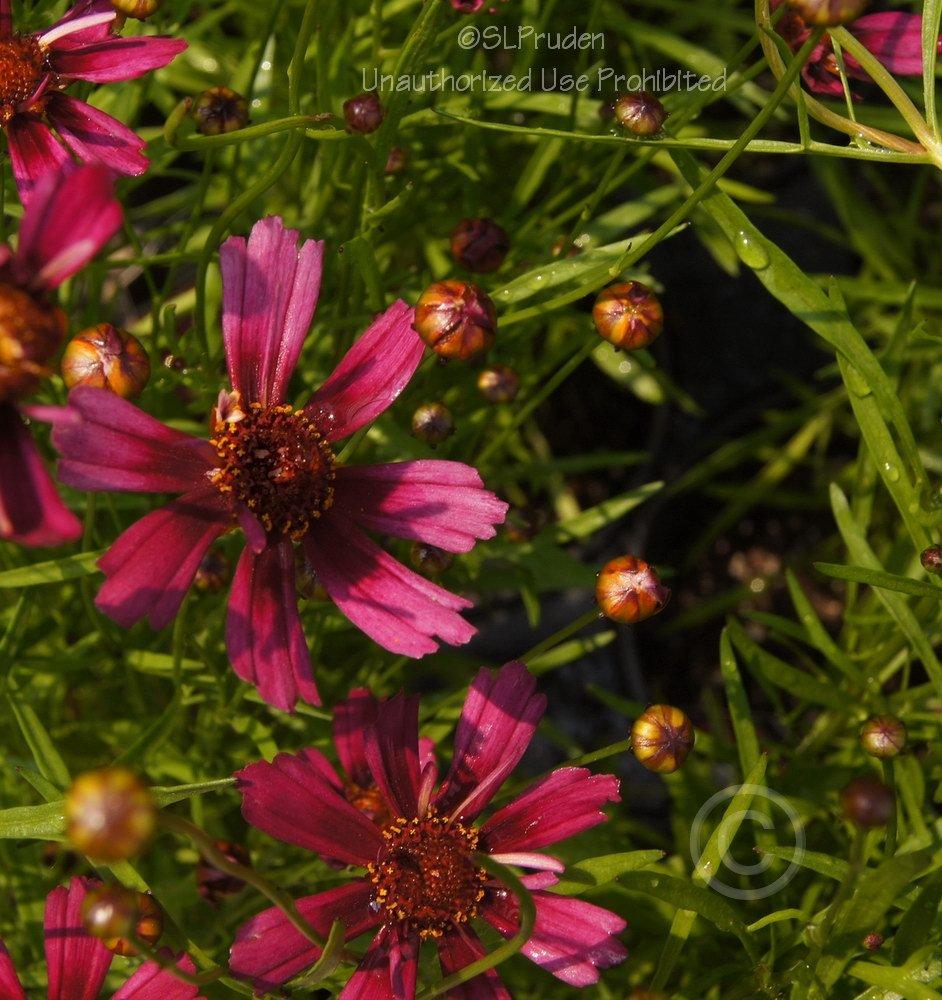 Photo of Hybrid Tickseed (Coreopsis Hardy Jewel™ Garnet) uploaded by DaylilySLP