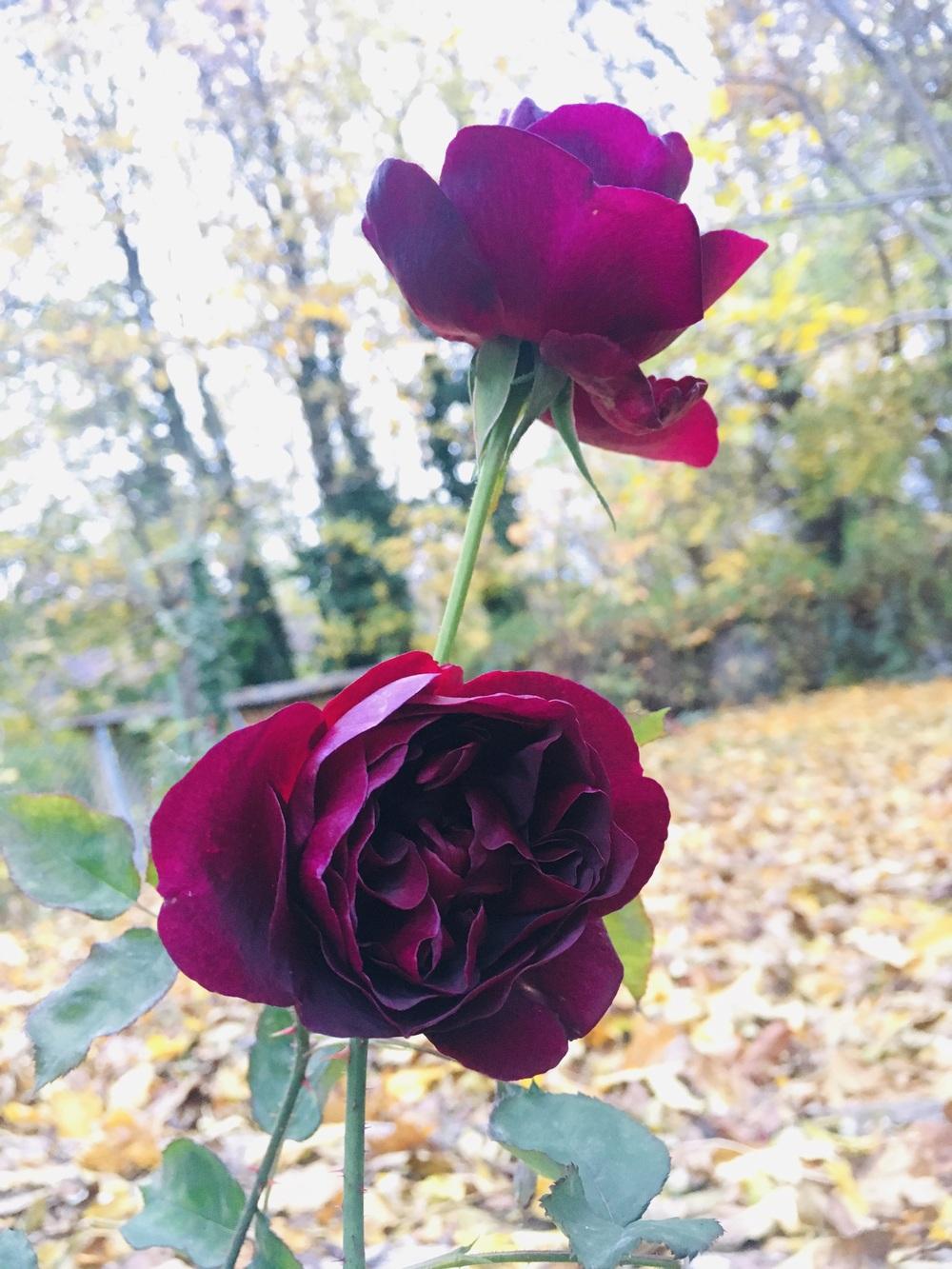 Photo of English Shrub Rose (Rosa 'Munstead Wood') uploaded by MargitVienna