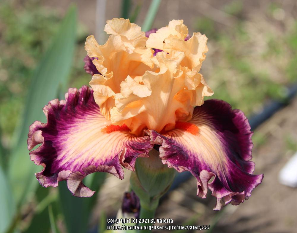 Photo of Tall Bearded Iris (Iris 'Uninhibited') uploaded by Valery33