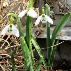 Location: Toronto, Ontario
Date: 2021-03-03-03
Snowdrops (Galanthus).