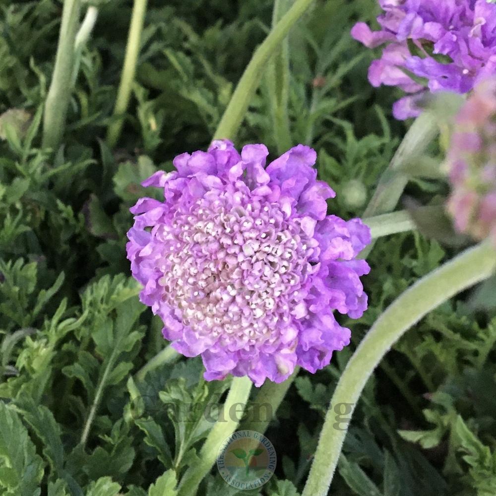Photo of Pincushion Flower (Scabiosa columbaria 'Butterfly Blue') uploaded by BlueOddish