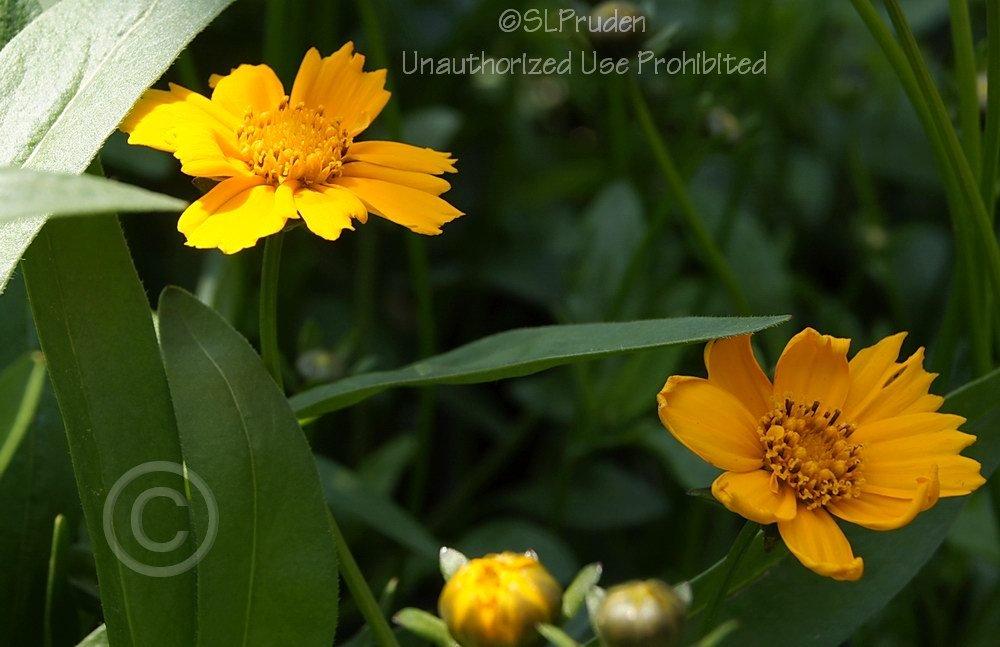 Photo of Dwarf Mouse-ear Tickseed (Coreopsis auriculata 'Nana') uploaded by DaylilySLP