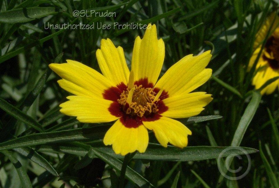 Photo of Tickseed (Coreopsis 'Gold Nugget') uploaded by DaylilySLP