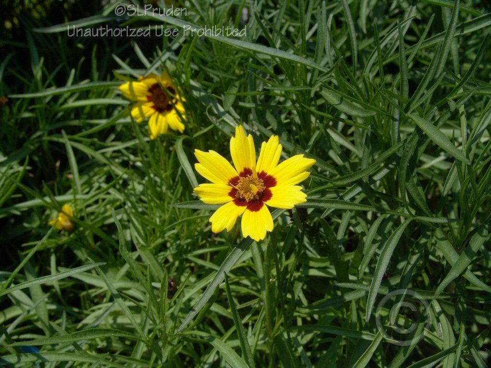 Photo of Tickseed (Coreopsis 'Gold Nugget') uploaded by DaylilySLP