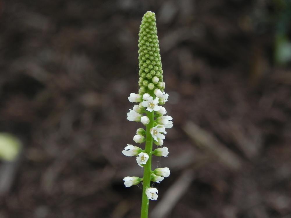 Photo of Beetleweed (Galax urceolata) uploaded by SL_gardener