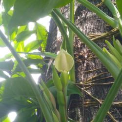 Location: Denpasar Bali Indonesia.
Date: 2021-03-06
The Flower of Wild Syngonium Podophyllum