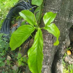 Location: Denpasar Bali Indonesia.
Date: 2021-03-06
Mature leaf of Syngonium Podophyllum