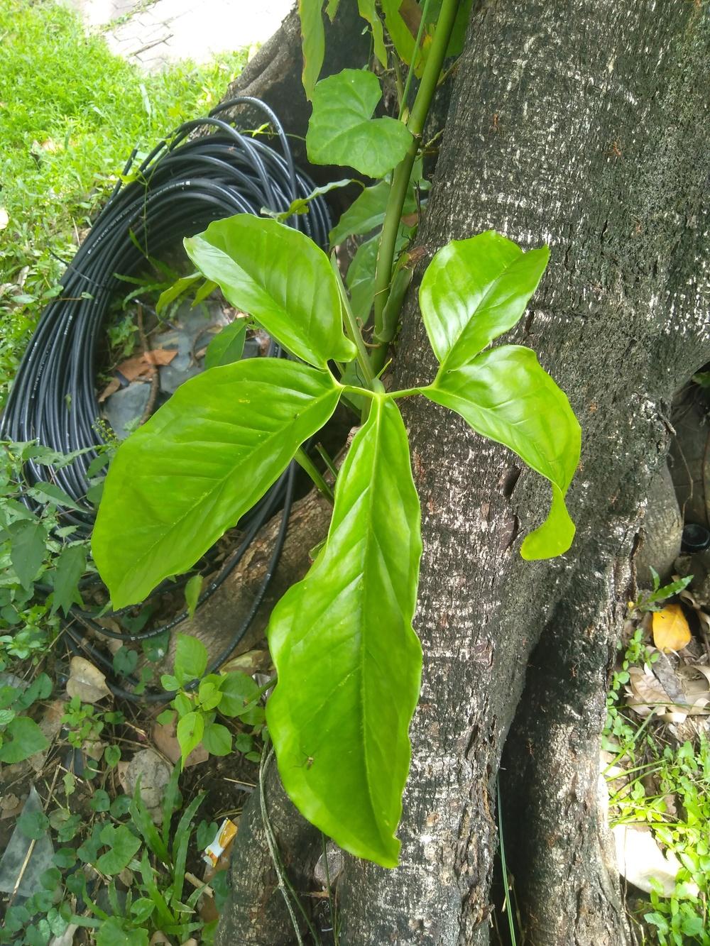 Photo of Arrowhead Plant (Syngonium podophyllum) uploaded by BayuAriefianto