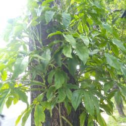 Location: Denpasar Bali Indonesia.
Date: 2021-03-06
Mature state of Syngonium Podophyllum in wild
