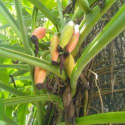 Location: Denpasar Bali Indonesia.
Date: 2021-03-06
Seeds pods of Wild Syngonium Podophyllum