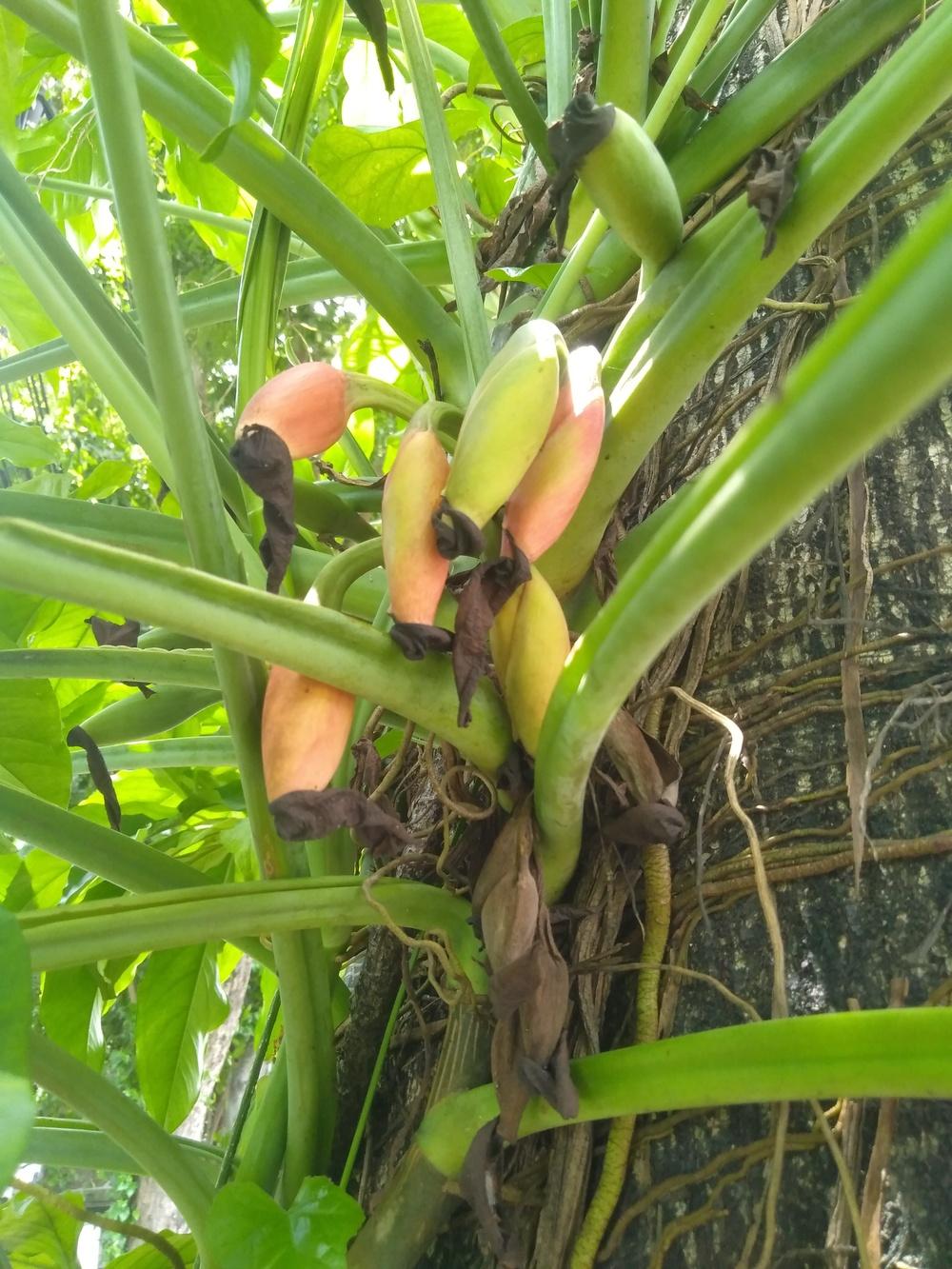 Photo of Arrowhead Plant (Syngonium podophyllum) uploaded by BayuAriefianto