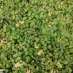 Location: Frelinghuysen Arboretum
Date: 2018-05-06
as a ground cover