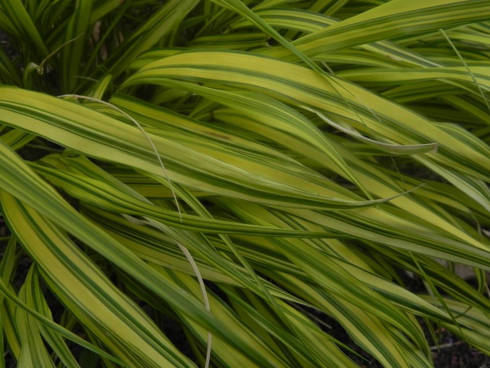 Photo of Japanese Forest Grass (Hakonechloa macra 'Aureola') uploaded by SL_gardener