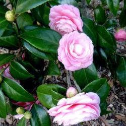 Location: Charleston, SC
Date: 2019-02-06
Lots of camellias are sold as 'Pink Perfection', but in Charlesto