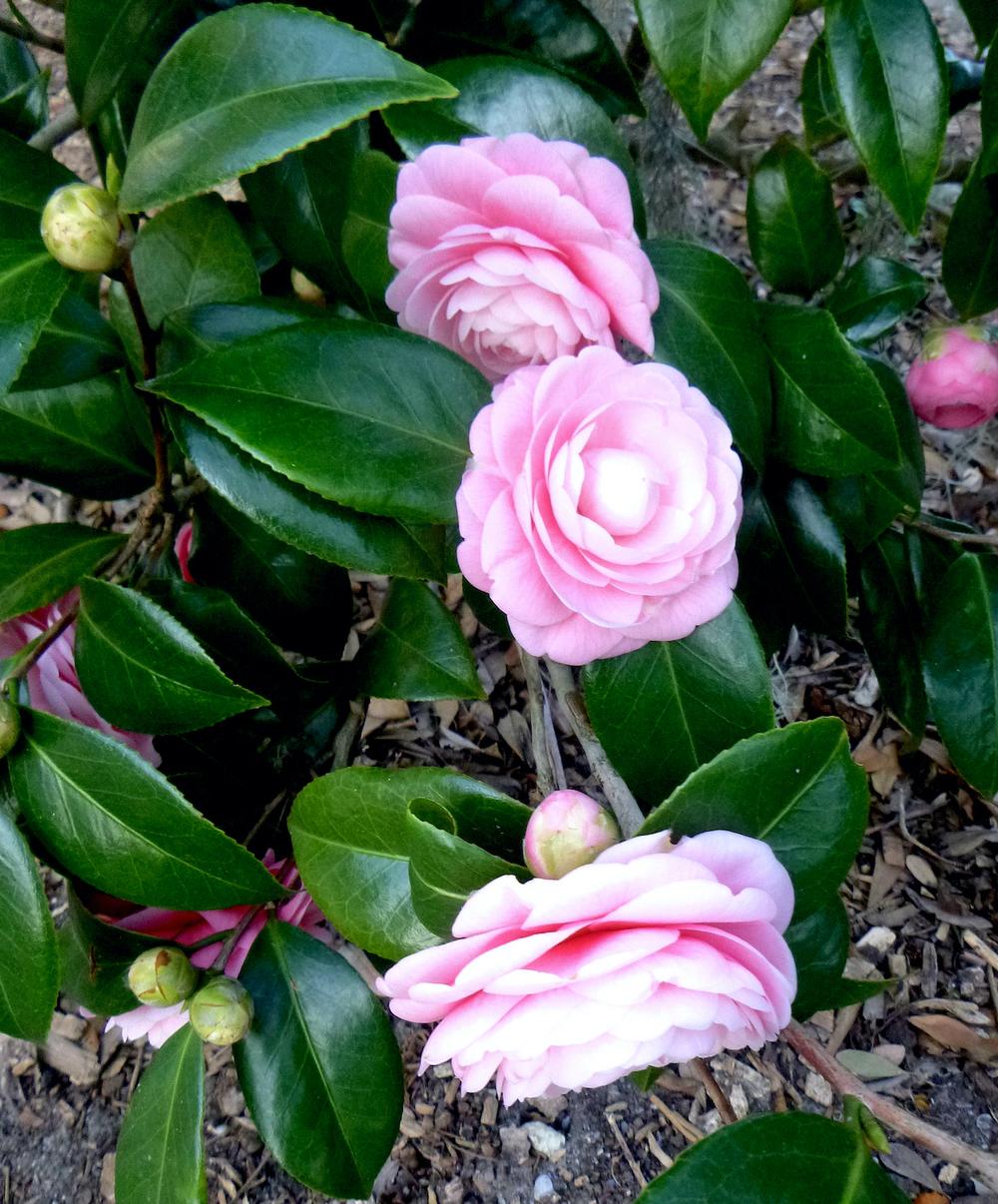 Photo of Japanese Camellia (Camellia japonica 'Pink Perfection') uploaded by scvirginia