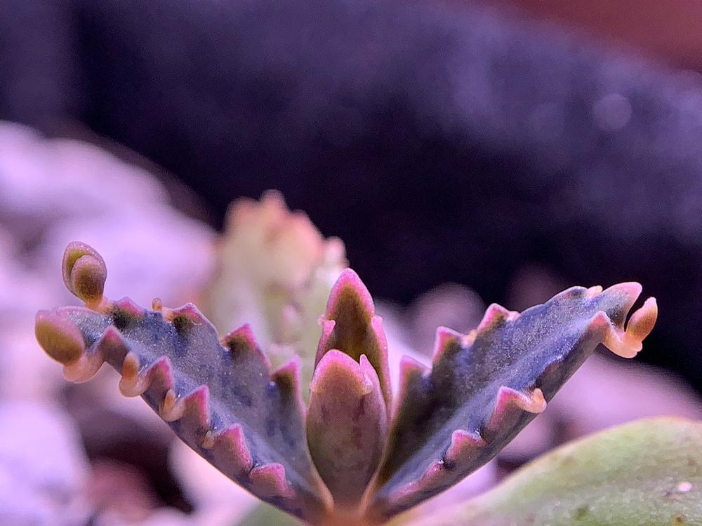 Photo of Mother of Thousands (Kalanchoe 'Houghtonii') uploaded by Corber