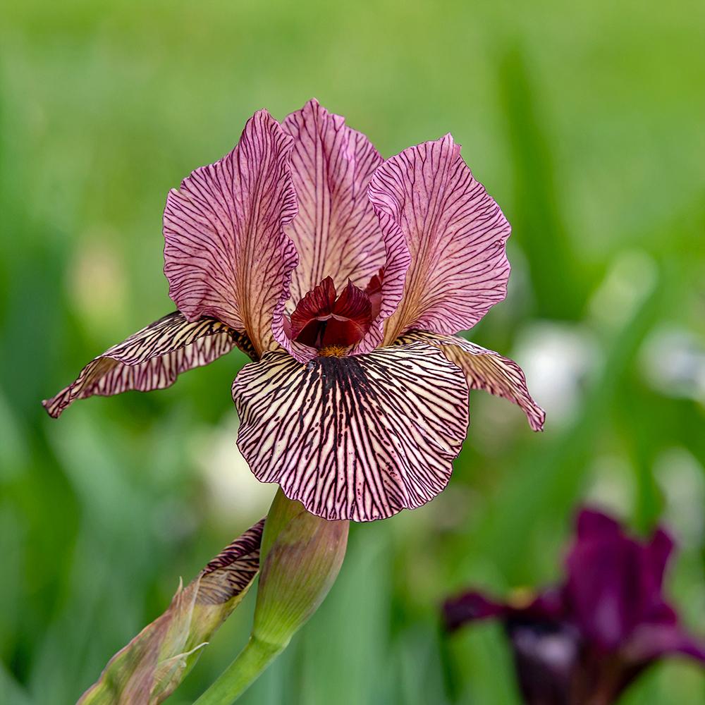 Photo of Arilbred Iris (Iris 'Oyez') uploaded by dirtdorphins