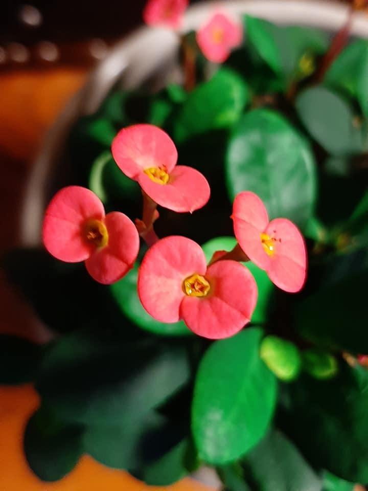 Photo of Crown of Thorns (Euphorbia milii) uploaded by pixie62560