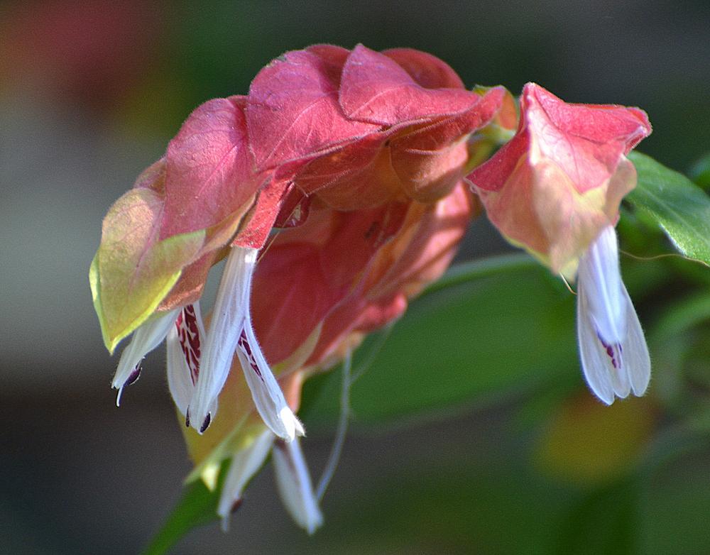 Photo of Shrimp Plant (Justicia brandegeeana) uploaded by sunkissed