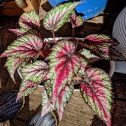 Location: Valdosta, Georgia
Date: 2021-02-24
Begonia rex-cultivar 'Salsa'