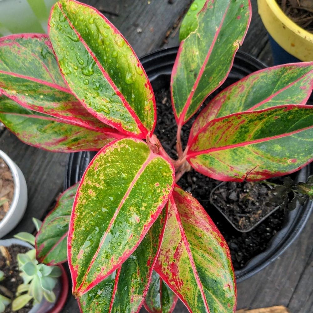 Photo of Chinese Evergreen (Aglaonema 'Siam Red') uploaded by Gardener_Misgoverned