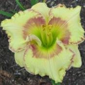 Photo Courtesy of Lobo Rose and Daylily Gardens Used With Permiss