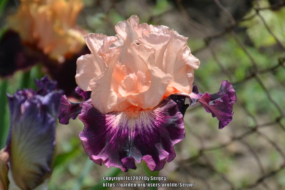 Photo of Tall Bearded Iris (Iris 'Jazz Era') uploaded by Serjio