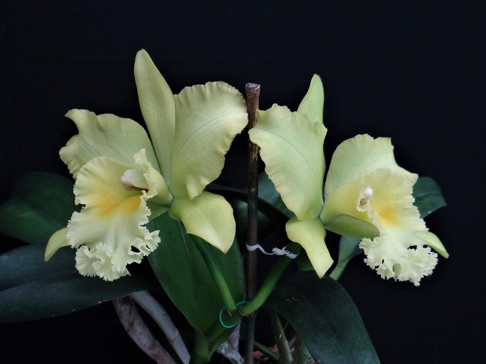Photo of Orchid (Rhyncholaeliocattleya Prada Green Deluxe 'Carib') uploaded by hawkarica