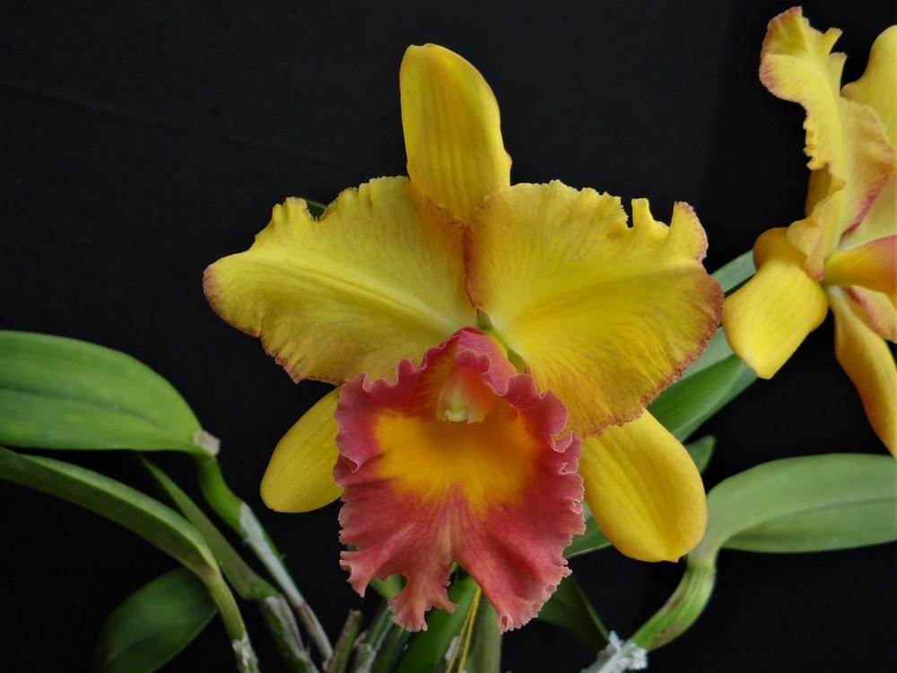 Photo of Orchid (Rhyncattleanthe Marinés Torres 'Krull-Smith') uploaded by hawkarica