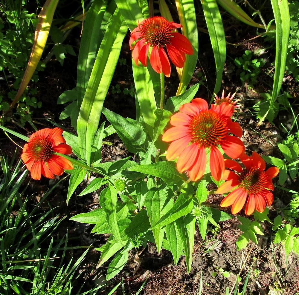 Photo of Coneflower (Echinacea Sombrero® Flamenco Orange) uploaded by lauribob