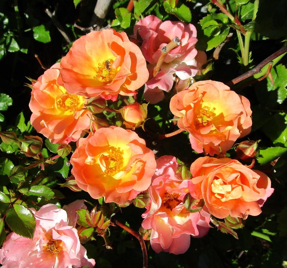 Photo of Rose (Rosa 'Peach Drift') uploaded by lauribob