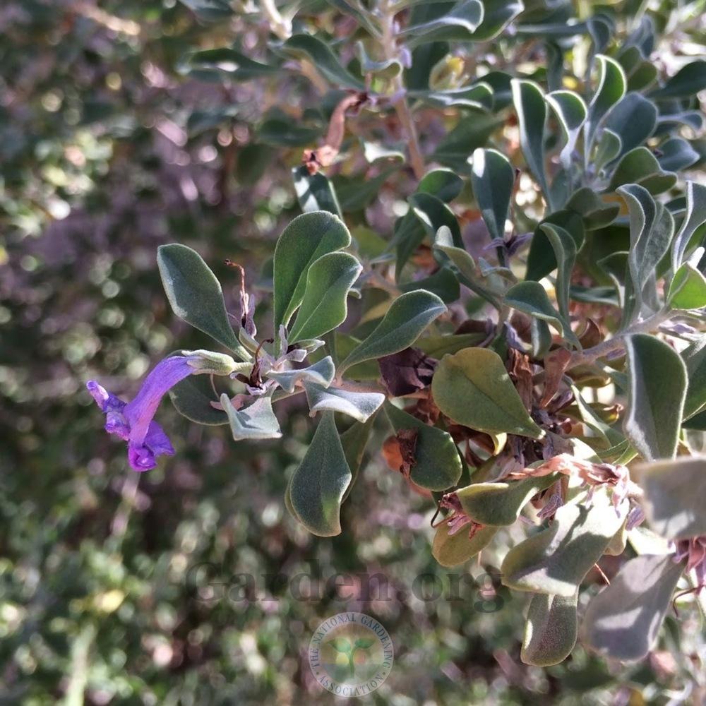 Photo of Texas Sage (Leucophyllum frutescens) uploaded by BlueOddish