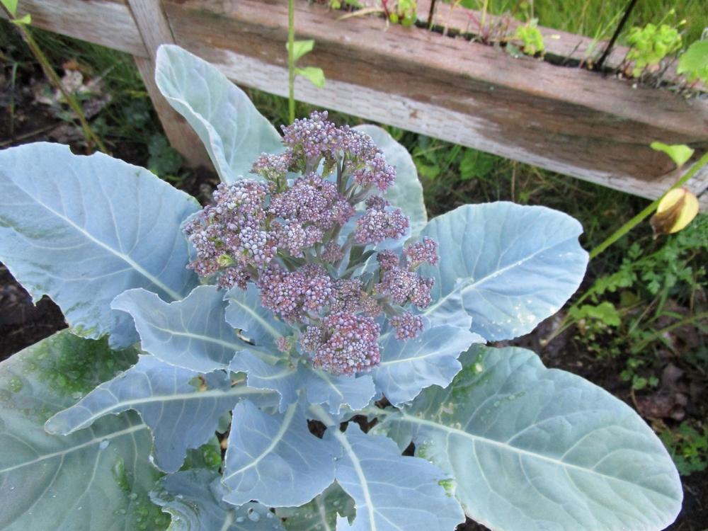 Photo of Broccoli (Brassica oleracea 'Miranda') uploaded by lauribob