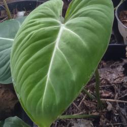 Location: Denpasar Bali Indonesia.
Date: 2021-03-12
This new leaf look like half Plowmanii & half Gloriosum...