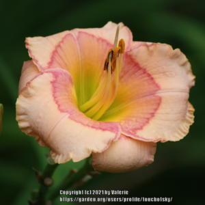 A gorgeous, soft pink daylily with a beautiful eye zone.