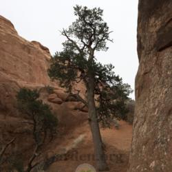 Location: Devils Garden, Arches National Park, Grand County, Utah, United States
Date: 2021-03-12
A very old tree.
