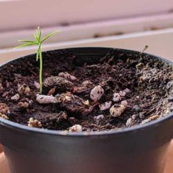 
Date: December 5 2020
Larch seedling about 2 weeks after germination. New leaves beginn