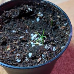 
Date: November 24 2020
Wild larch seedling just after germination. Note 5 cotyledons. A 